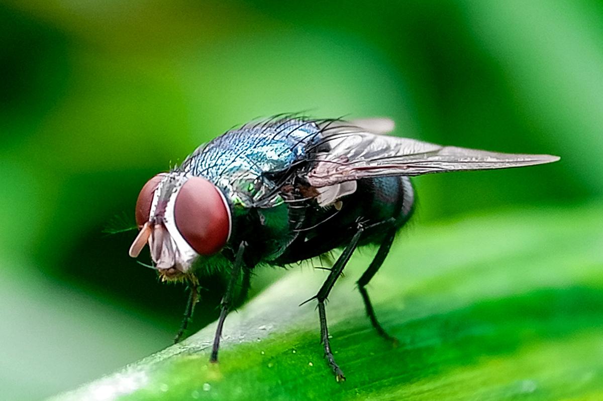 'Horror' flesh-eating New World screwworm case detected in Texas: USDA