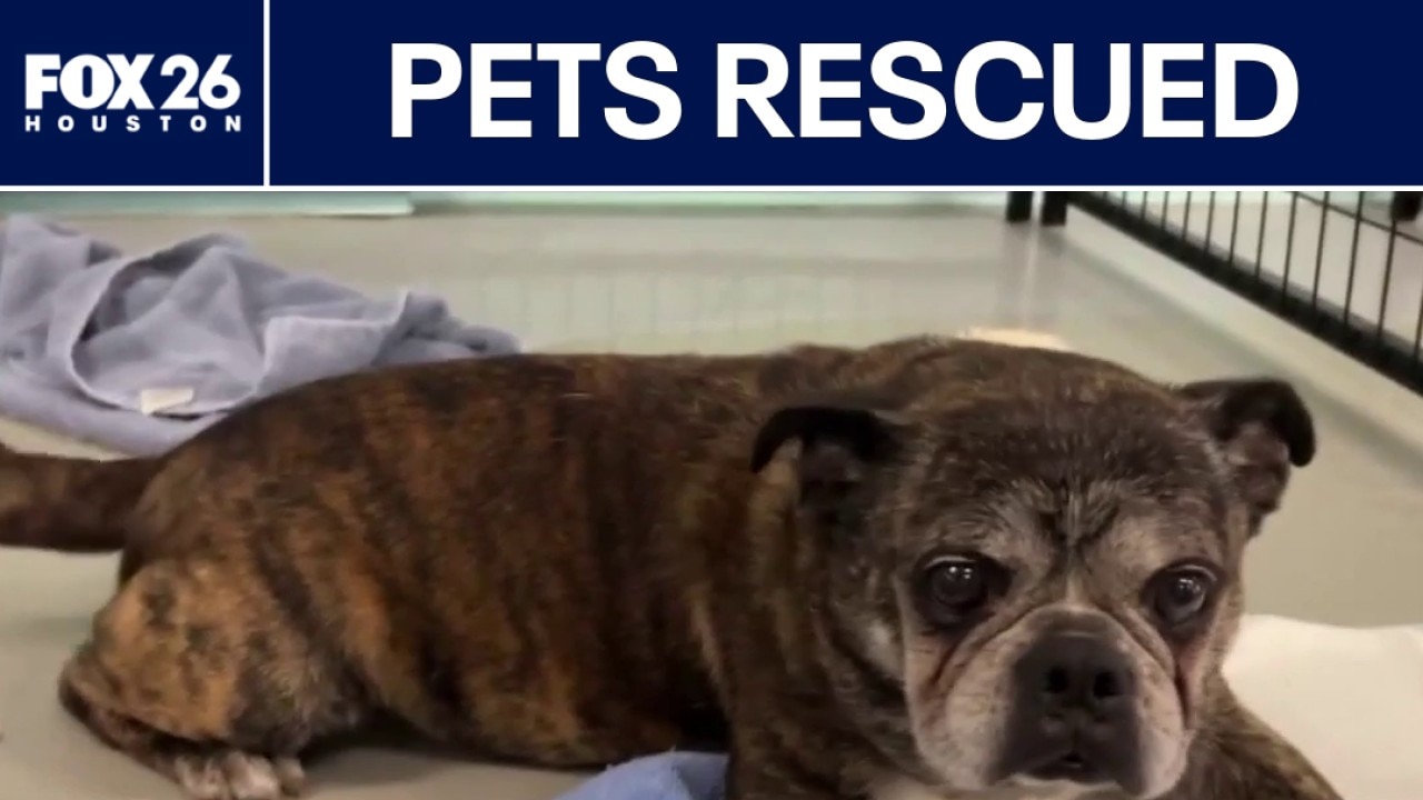 Investigation underway into massive dog hoarding case