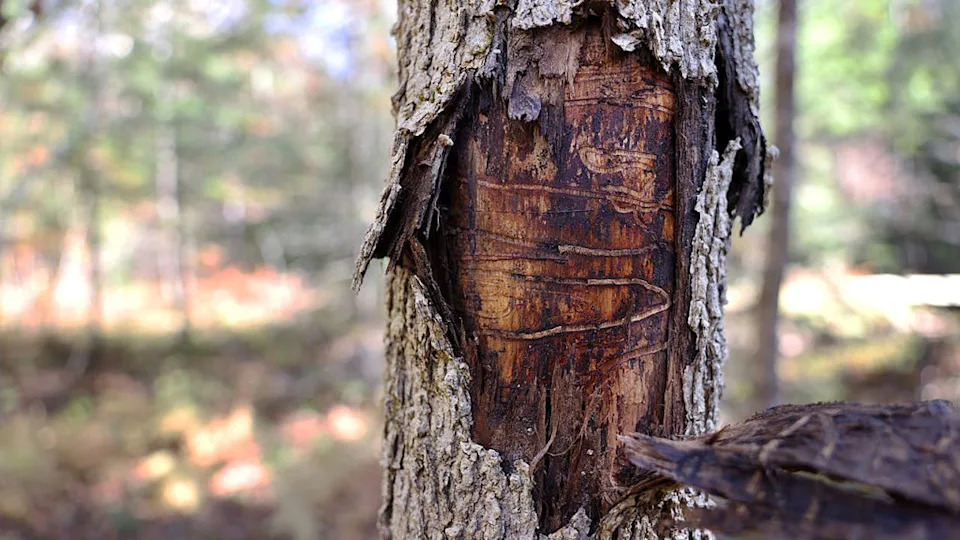 <div>LIMERICK, ME - OCTOBER 18: Telltale signs of emerald ash borer infestation are visible just beneath the bark of this brown ash tree. Drastic steps are underway to save the trees, which are at the heart of the Wabanaki basketmaking tradition. (Staff photo by Ben McCanna/Portland Press Herald via Getty Images)</div>