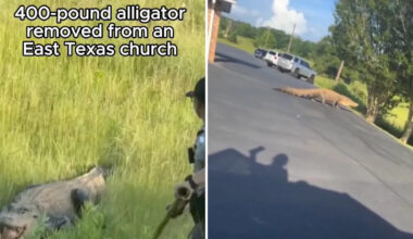 Texas church spots 11-foot, 400-pound gator at basketball practice