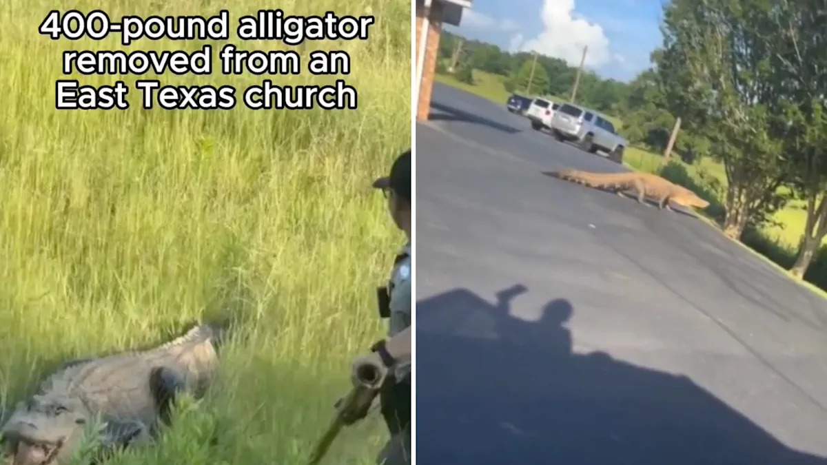 Texas church spots 11-foot, 400-pound gator at basketball practice