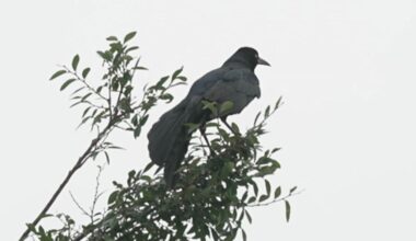 Grackles take over Sachse City Hall and nobody can do a thing about it