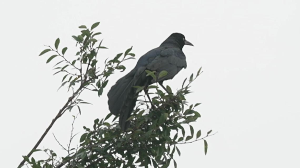 Grackles take over Sachse City Hall and nobody can do a thing about it