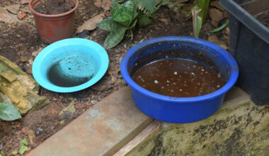Texas West Nile Case Puts Standing Water Around Homes Back in the Spotlight