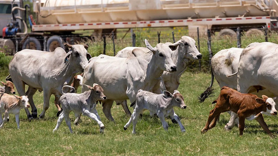 <div>FRIO COUNTY, TEXAS - JUNE 17: Cattle are seen at Lew Thompson's ranch on Wednesday, June 17, 2026, in Frio County. (Andrew J. Whitaker/San Antonio Express-News via Getty Images)</div>