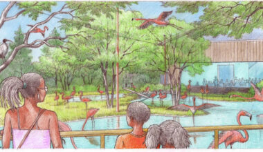 Massive safari-esque attraction to break ground at Dallas Zoo