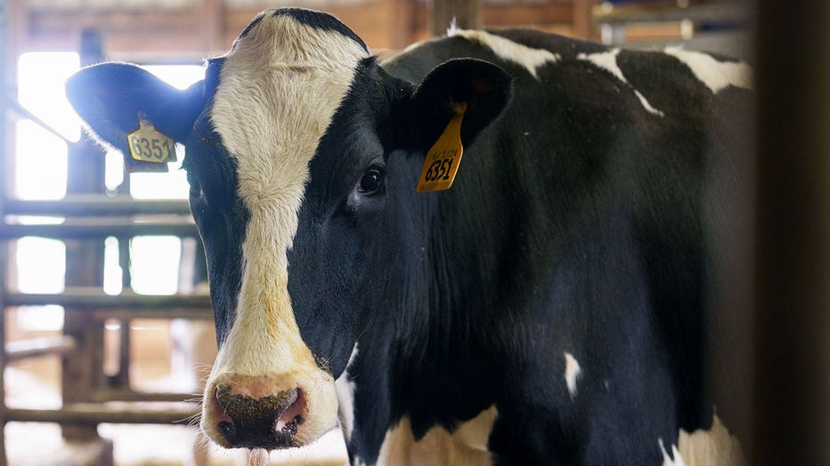 A dairy cow is seen at a farm on June 1, 2026.
