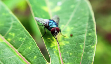 Texas governor candidate seeks public hearing on screwworm threat