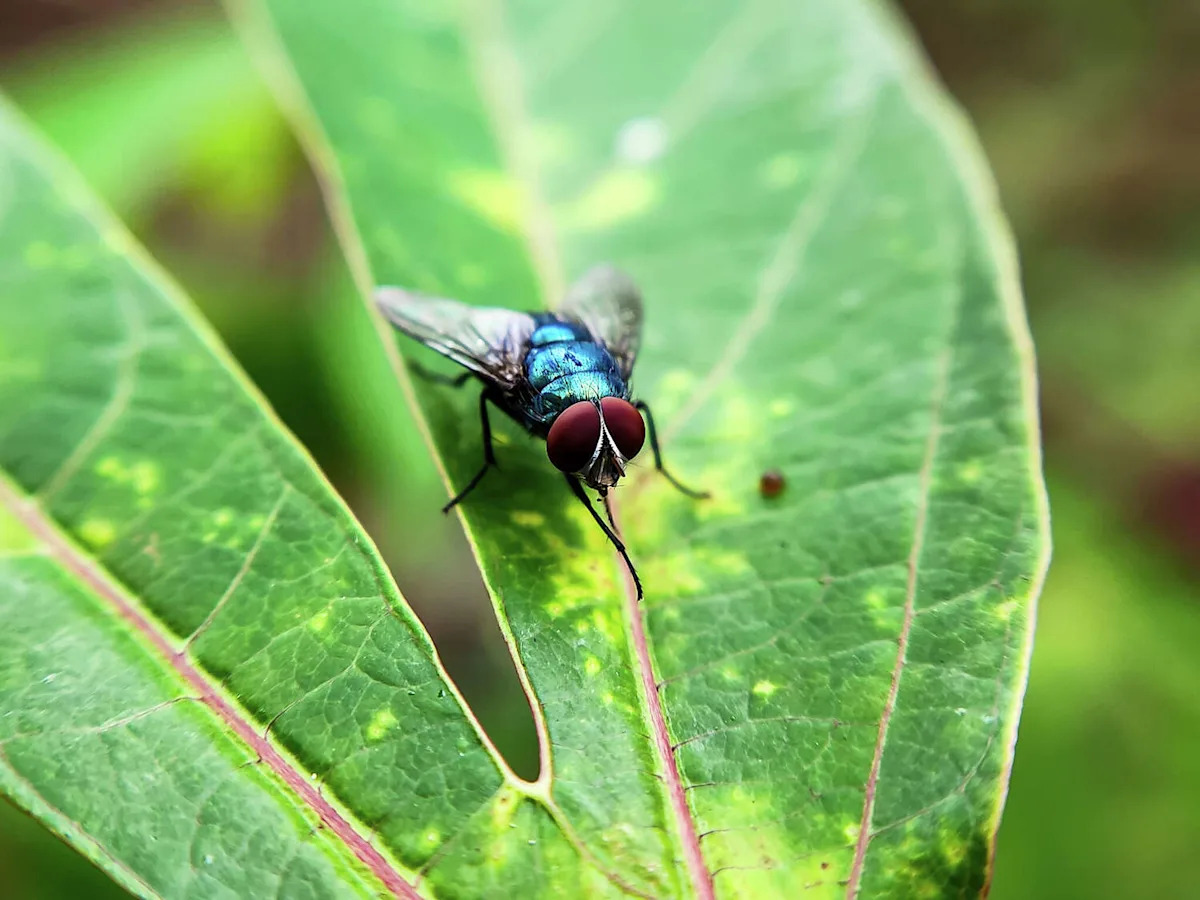 Texas governor candidate seeks public hearing on screwworm threat