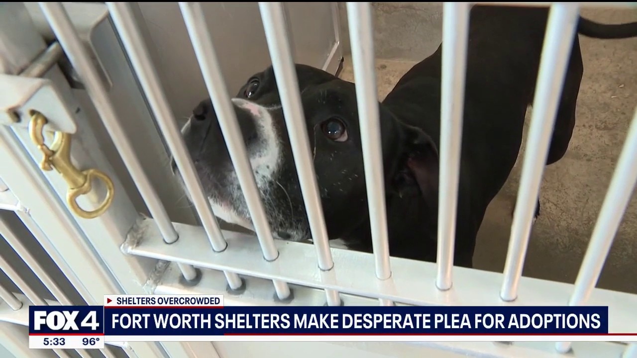 Fort Worth animal shelter reaches critical capacity