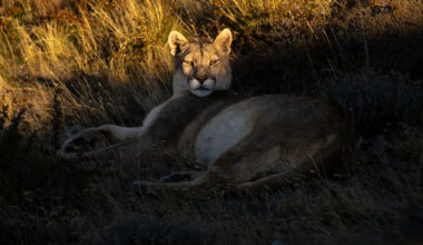 Texas officials withdraw proposal requiring mountain lion kills to be reported within 24 hours