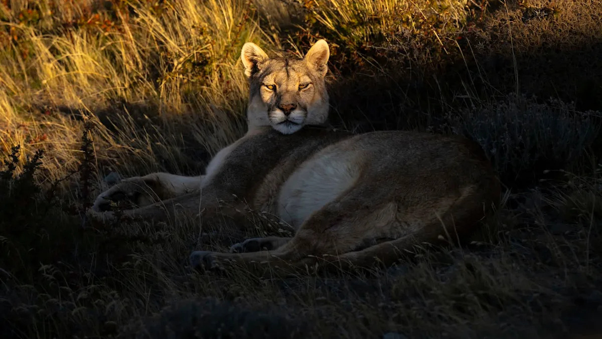 Texas officials withdraw proposal requiring mountain lion kills to be reported within 24 hours