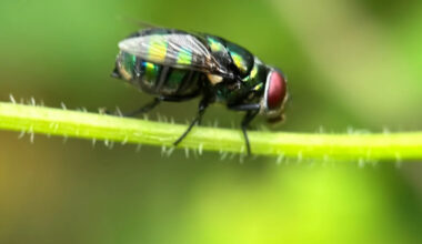 6th Screwworm Case Confirmed in Texas, Expanding Infested Zone