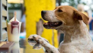 Mutts Canine Cantina at Fort Worth's Clearfork closes