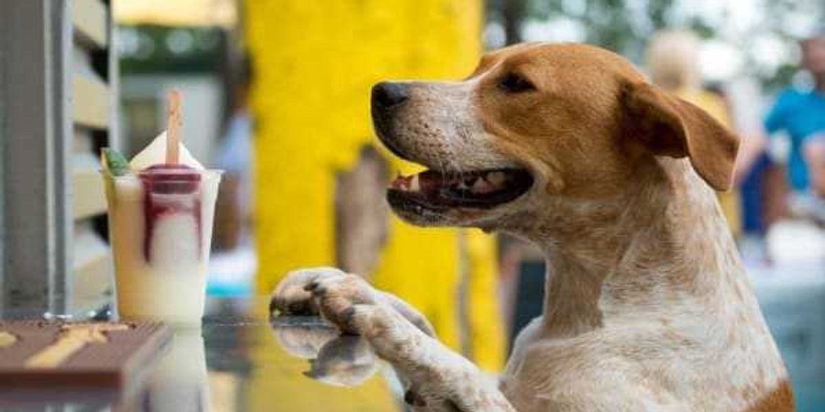 Mutts Canine Cantina at Fort Worth's Clearfork closes