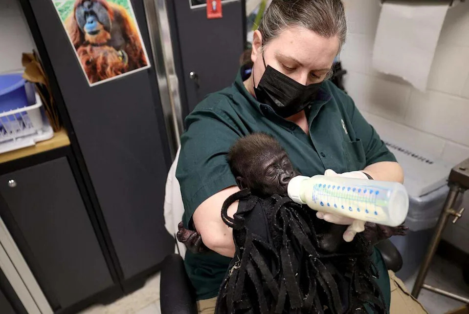 Gorilla keeper Angie Holmes feeds baby gorilla Jameela on Wednesday, March 20, 2024, at the Fort Worth Zoo. Jameela has been under the constant care of Holmes and a multitude of other zoo staff since she was born by Cesarean section.