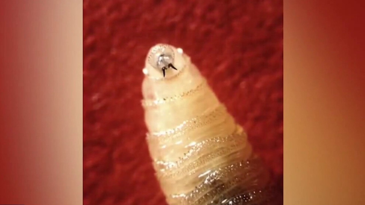 Fifth case of New World screwworm confirmed