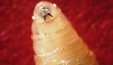 Gov. Abbott to give update on New World screwworm case in Texas