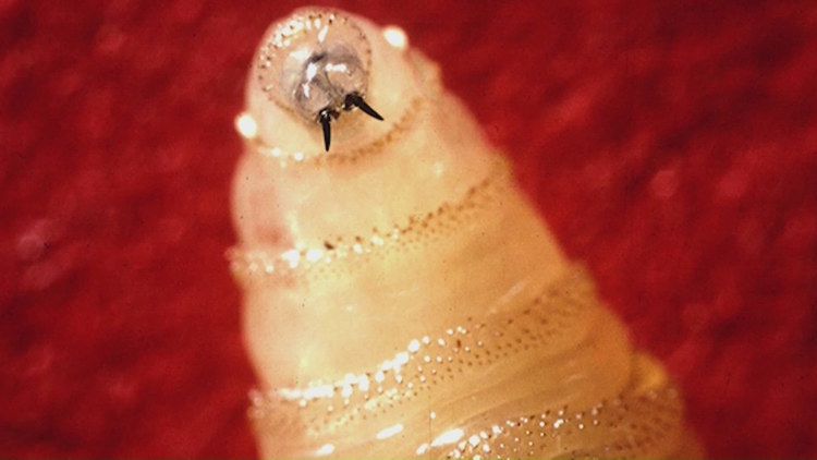 Gov. Abbott to give update on New World screwworm case in Texas