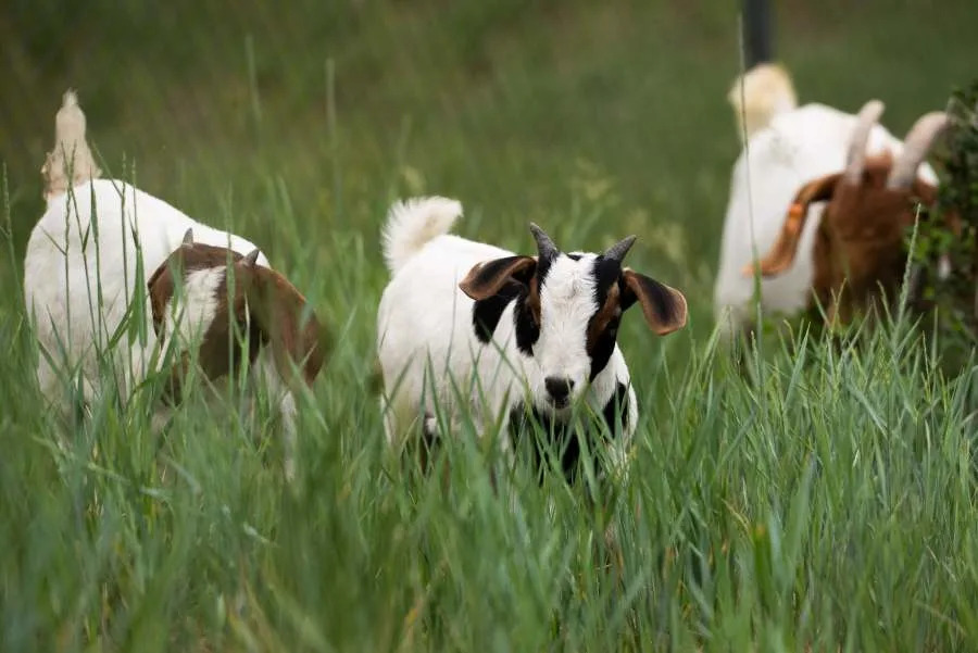 Goats clearing invasive weeds around El Paso County Jail