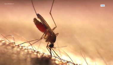 Mosquito spraying set to begin after rain boosts breeding conditions