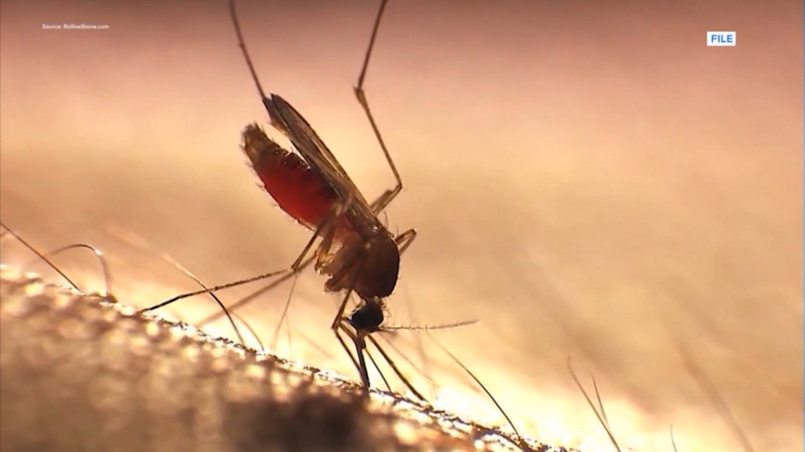 Mosquito spraying set to begin after rain boosts breeding conditions