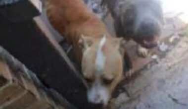 Man jailed after Texas drug bust uncovers THC vapes, Xanax, and malnourished dogs