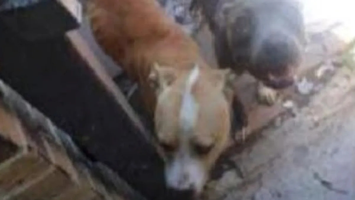 Man jailed after Texas drug bust uncovers THC vapes, Xanax, and malnourished dogs