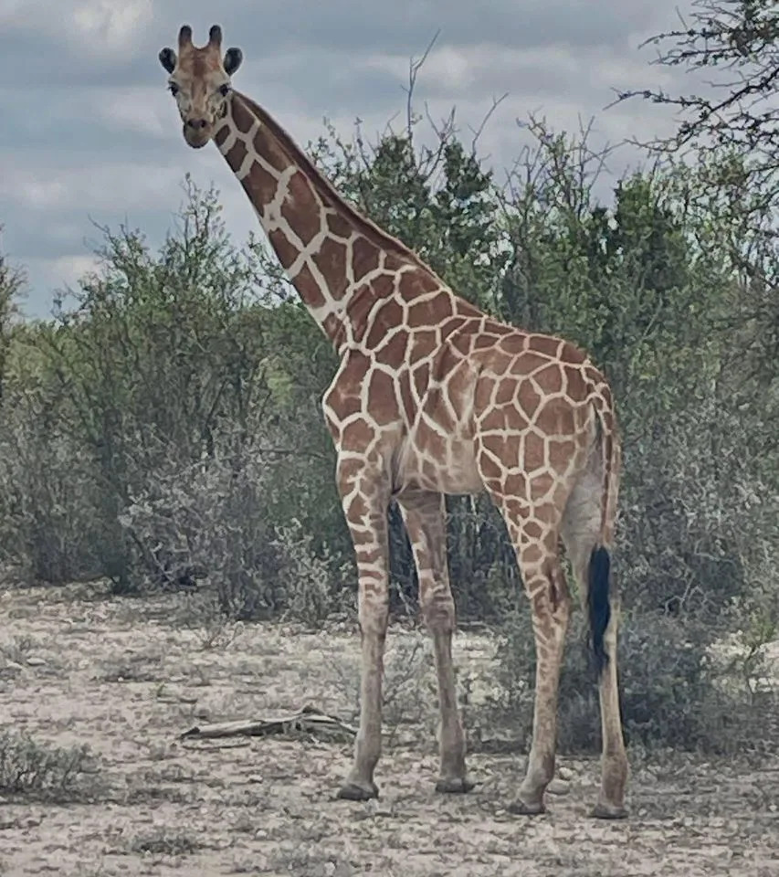 Gracie the Giraffe went missing from Cedar Hollow Ranch on June 12.Credit: Real County Animal Rescue-Shelter