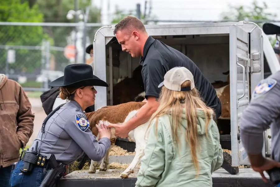 Goats clearing invasive weeds around El Paso County Jail