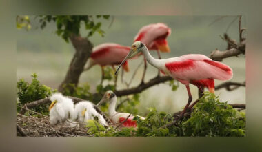 New Bill Proposes Lone Star Coastal National Recreation Area In Texas