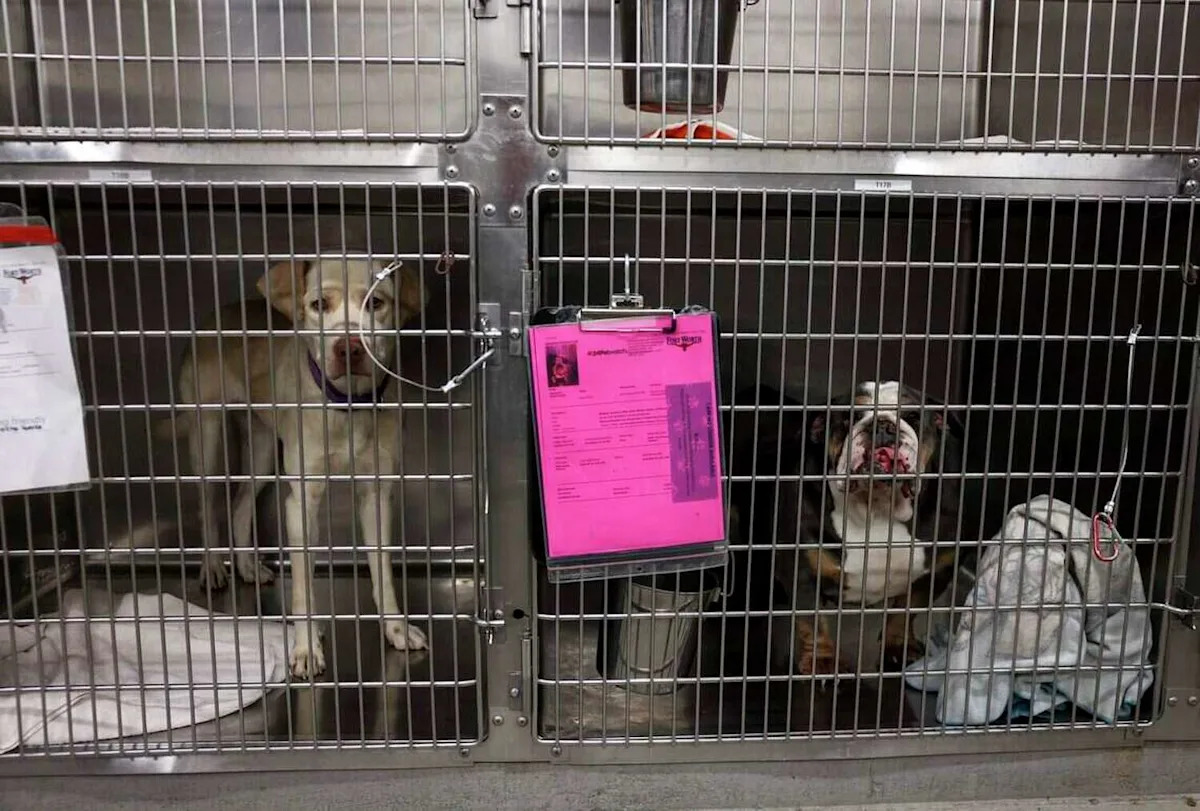 Dallas, Fort Worth urge residents to adopt from overflowing animal shelters