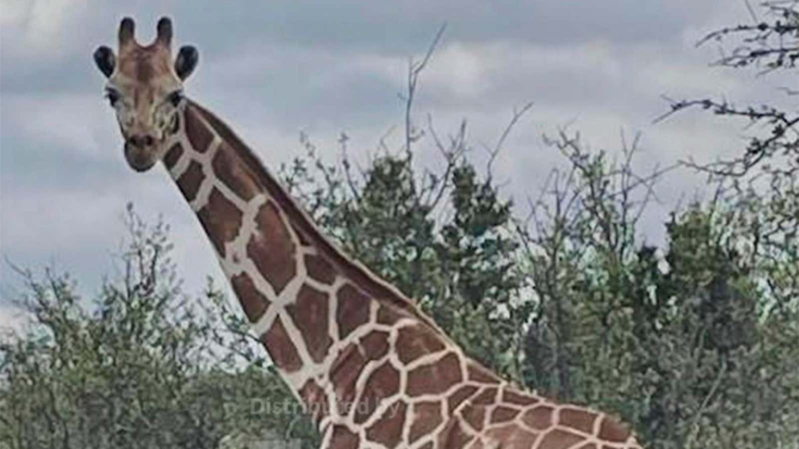 This undated image provided by Vic Jones shows Gracie, a giraffe whose owner says went missing in Texas, in Uvalde County, Texas. (Vic Jones via AP)