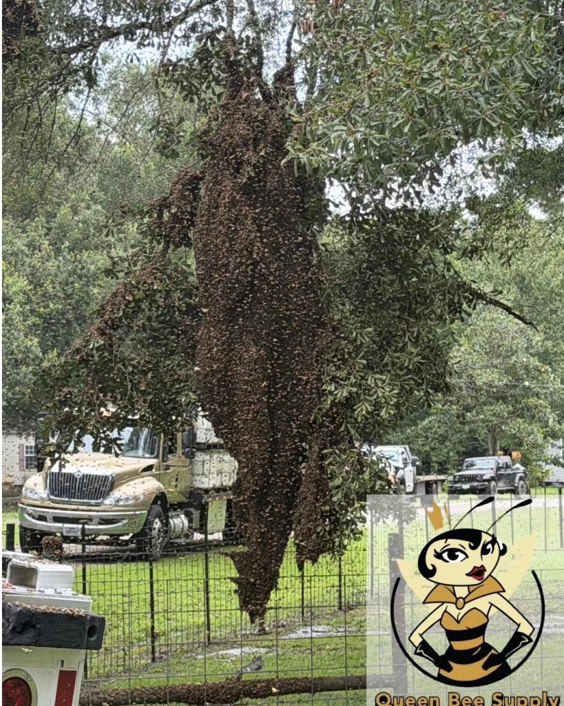 An estimate 2 million bees escaped after a truck crashed in Texas.
