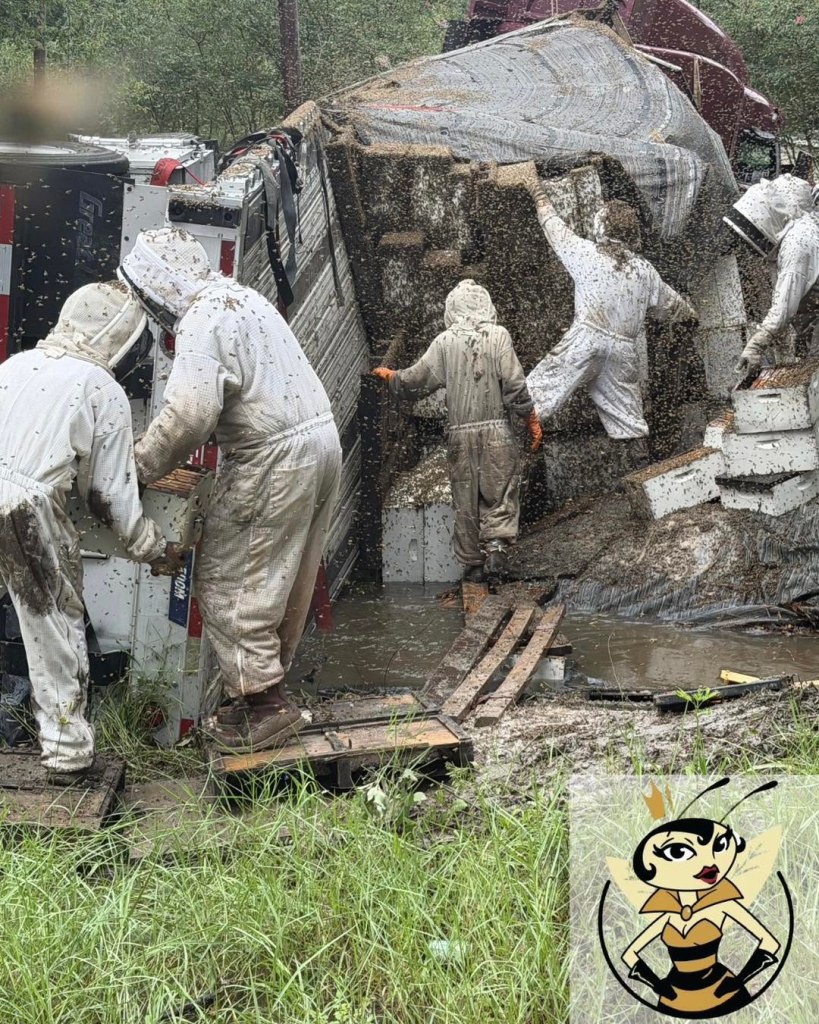Officials put out a call to local beekeepers to help capture the escaped bees.