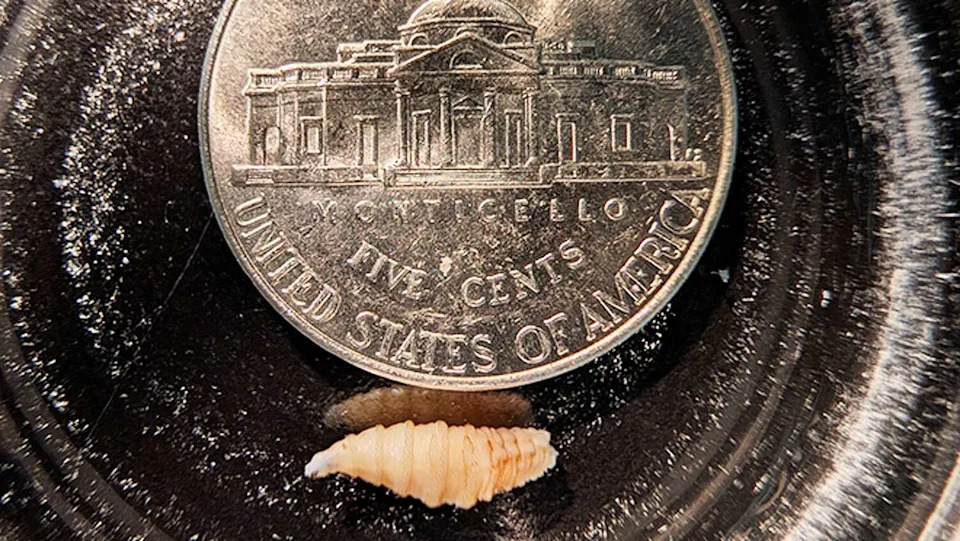 A New World Screwworm maggot is seen compared to an American nickel coin to show its size. (Courtesy Center for Disease Control and Prevention)