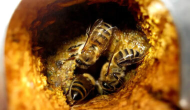 Beekeepers Unite After Millions of Bees Escape Following Truck Crash in Texas