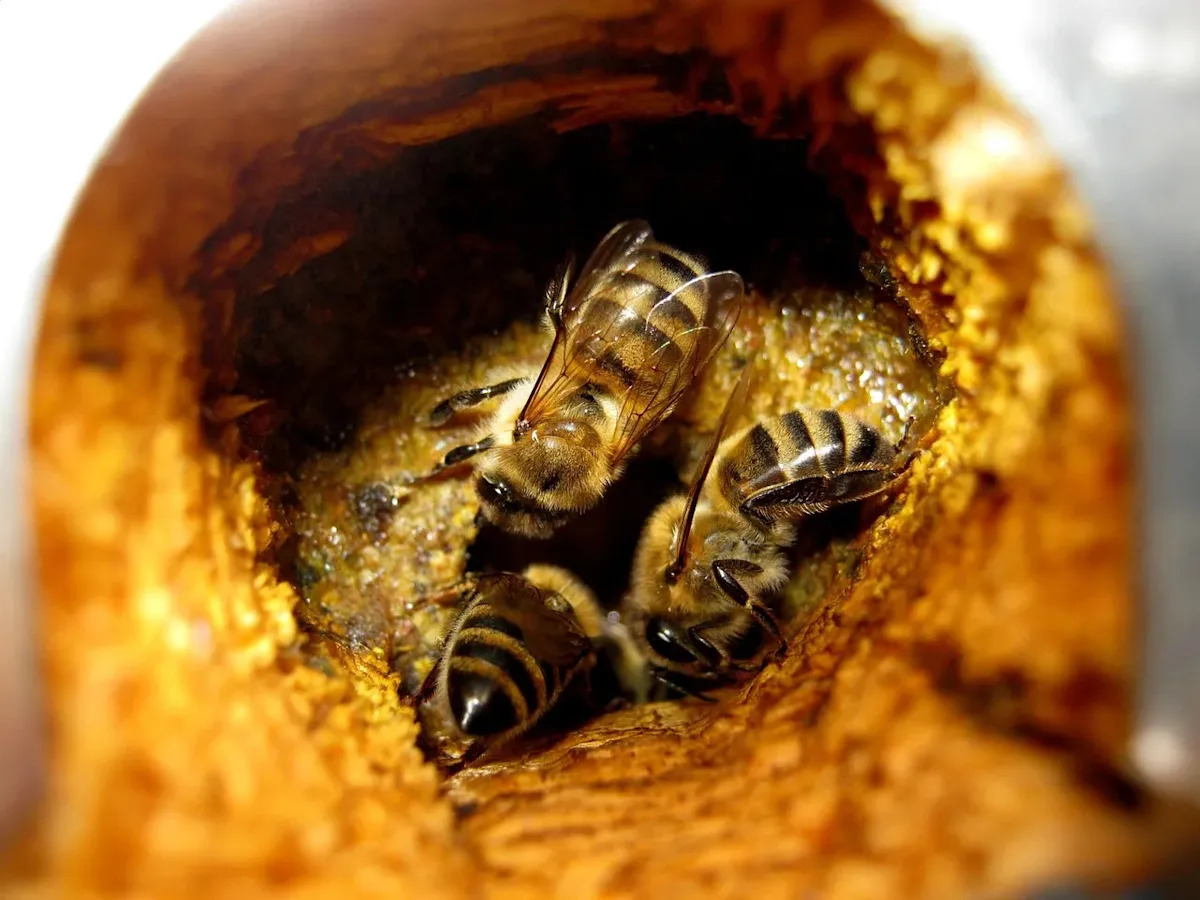 Beekeepers Unite After Millions of Bees Escape Following Truck Crash in Texas