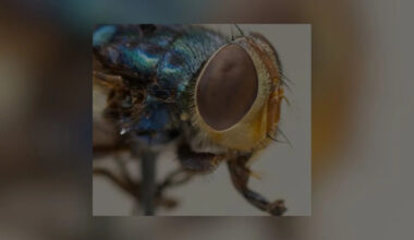 Texas Launches Centralized Website To Fight New World Screwworm Outbreak