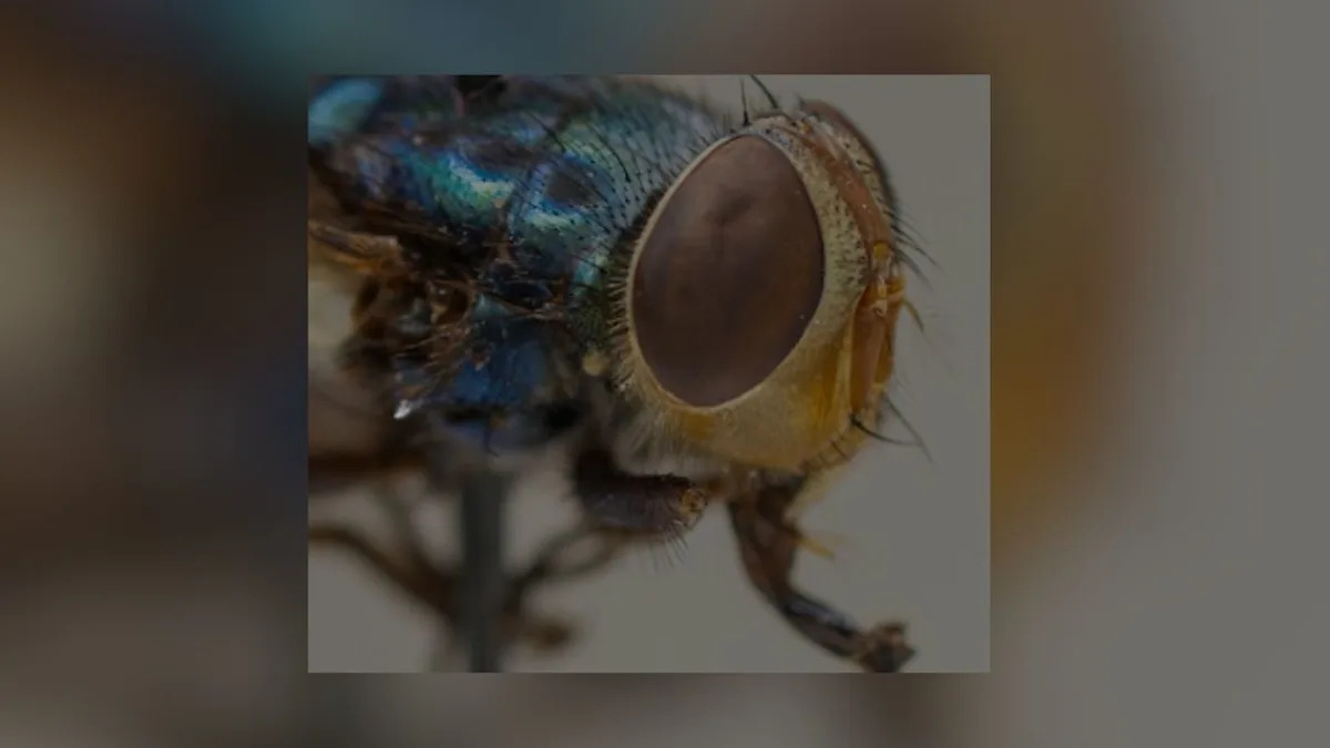 Texas Launches Centralized Website To Fight New World Screwworm Outbreak