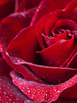 Dorothy Jean Bailey - 1943 - 2026