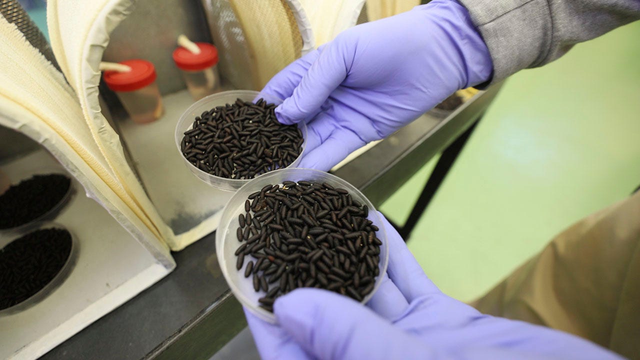 New World screwworm returns to US as Mexico cartel routes spread pest