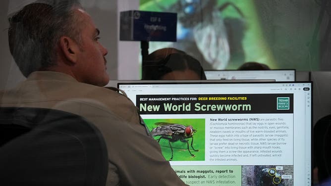 AUSTIN, TEXAS - JUNE 5: An official works at the State Operations Center during Texas' response to the New World Screwworm in Austin on Friday, June 5, 2026.