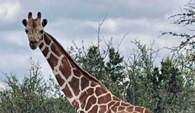 Gracie the Giraffe, who went missing after wandering off a Texas ranch, is finally found