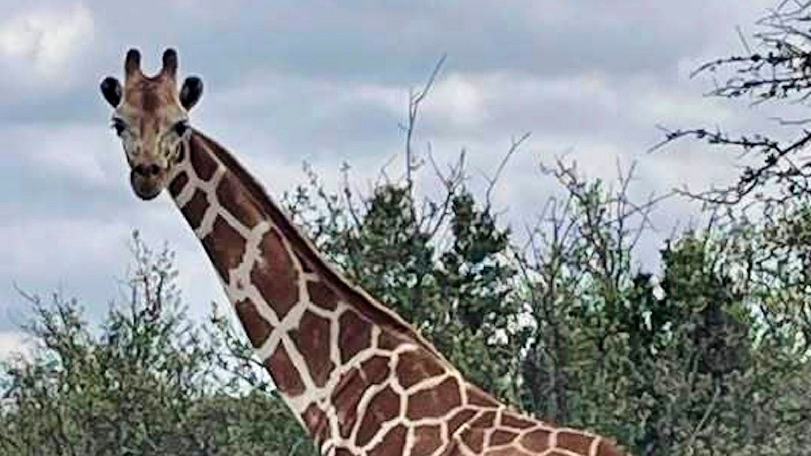 Gracie the Giraffe, who went missing after wandering off a Texas ranch, is finally found