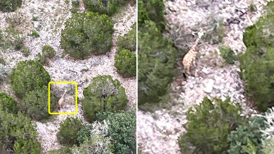 Gracie the giraffe is seen from a helicopter in rough terrain in the Texas Hill Country on June 26, 2026.