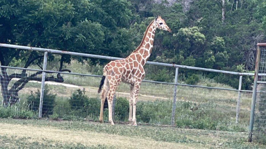 Gracie the giraffe stands in a pasture at Cedar Hollow Ranch on June 29, 2026.