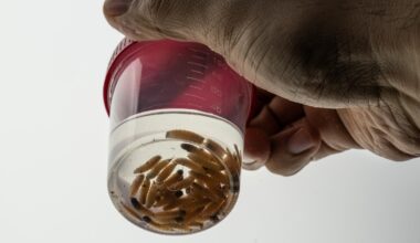 What to know about the outbreak of screwworms in Texas