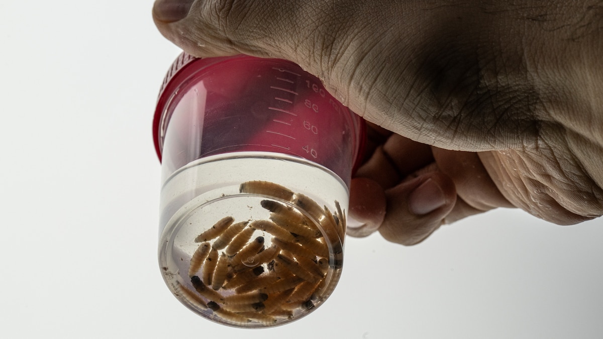 What to know about the outbreak of screwworms in Texas