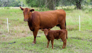 A second cow in Texas has been found infected with screwworm